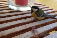 Blaumeise | Foto: Hayit Medien/uh